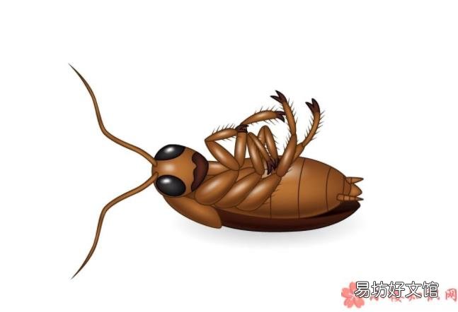怎么灭蟑螂才最有效 蟑螂不能踩死吗