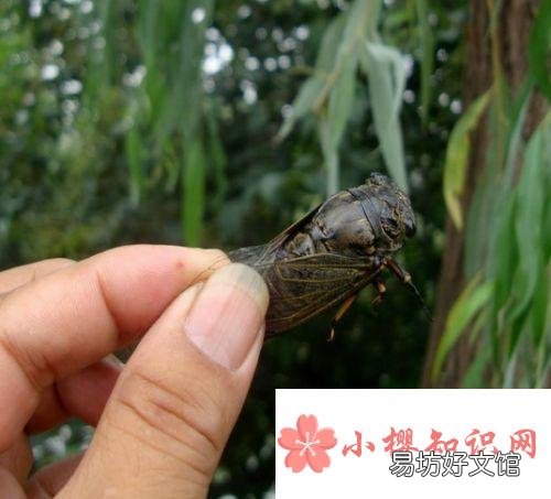 怎么捉知了?