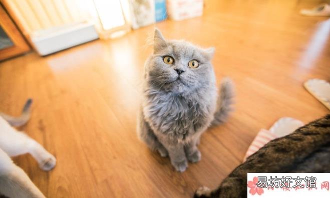 猫咖是什么时候兴起的 如何看待猫咖的存在