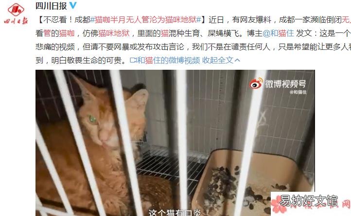 猫咖是什么时候兴起的 如何看待猫咖的存在