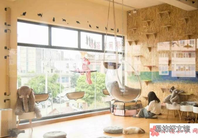 猫咖是什么时候兴起的 如何看待猫咖的存在