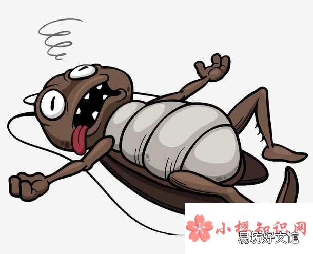 家里蟑螂怎么彻底清除