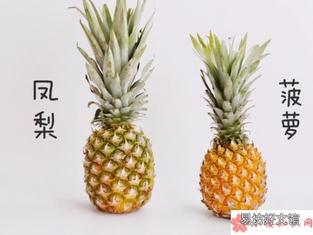 9月8日答案解析 蚂蚁庄园菠萝和凤梨是同一种水果吗