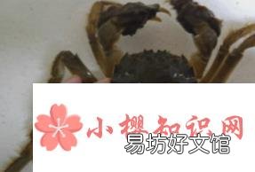 怎样绑螃蟹?