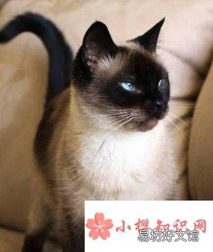 暹罗猫为什么越来越黑?