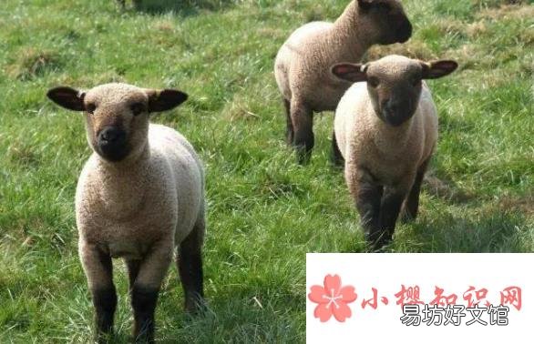 暹罗猫为什么越来越黑?