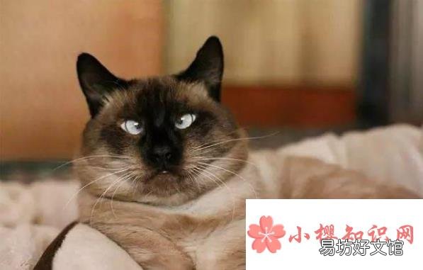暹罗猫为什么越来越黑?