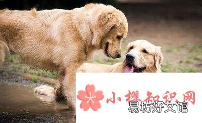 什么品种的狗最聪明?