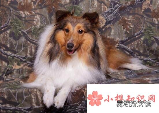 什么品种的狗最聪明?