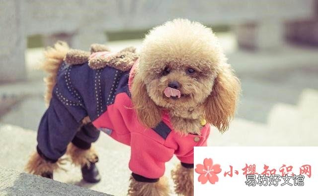 什么品种的狗最聪明?