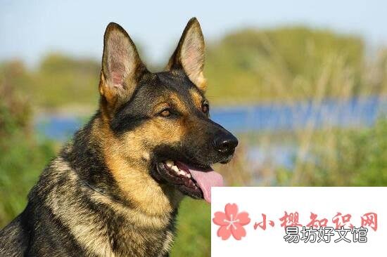 什么品种的狗最聪明?