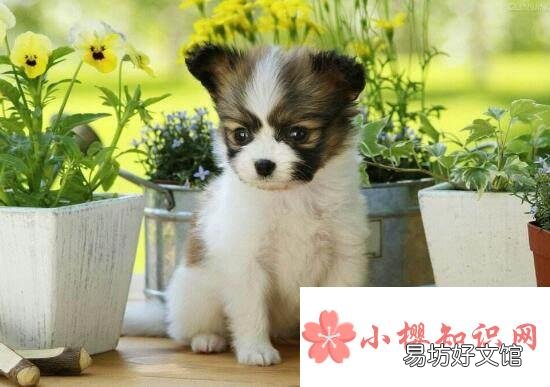 什么品种的狗最聪明?