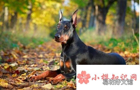 什么品种的狗最聪明?