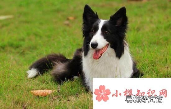 什么品种的狗最聪明?