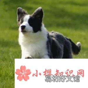 什么品种的狗最聪明?