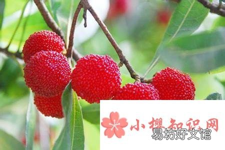 吃杨梅要不要洗,怎么吃才健康