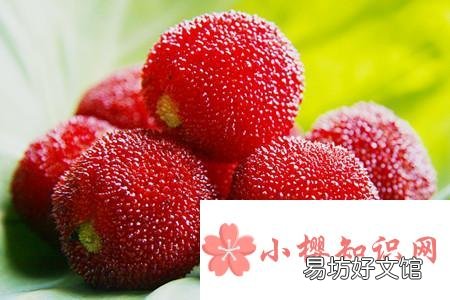 吃杨梅要不要洗,怎么吃才健康