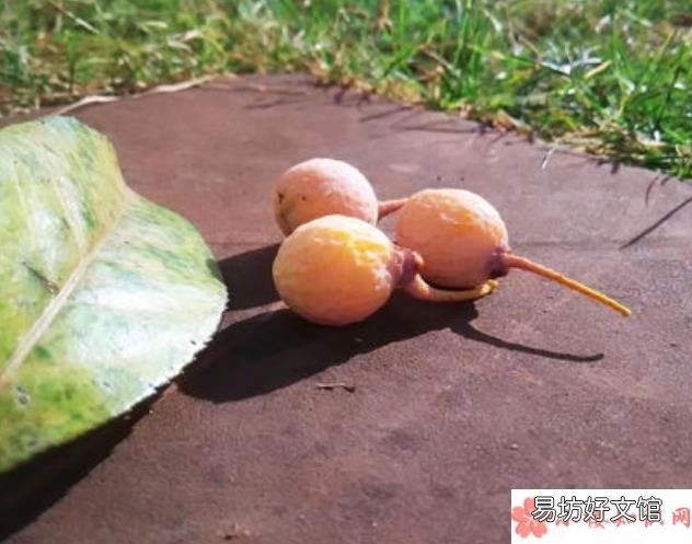 食用银杏果中毒有什么症状 生吃银杏果有什么危害