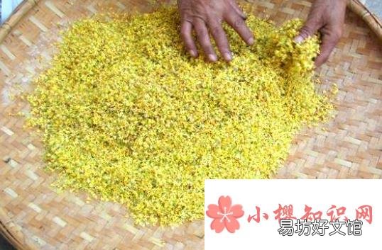 桂花怎么晒不会黑