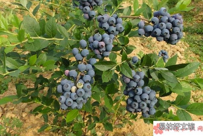 蚂蚁庄园12月5日答案 蓝莓适宜生长的土壤环境PH在多少