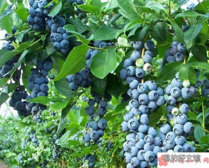 蚂蚁庄园12月5日答案 蓝莓适宜生长的土壤环境PH在多少