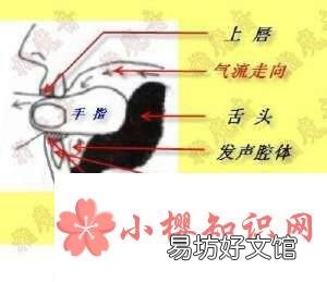怎样才能学会吹口哨?