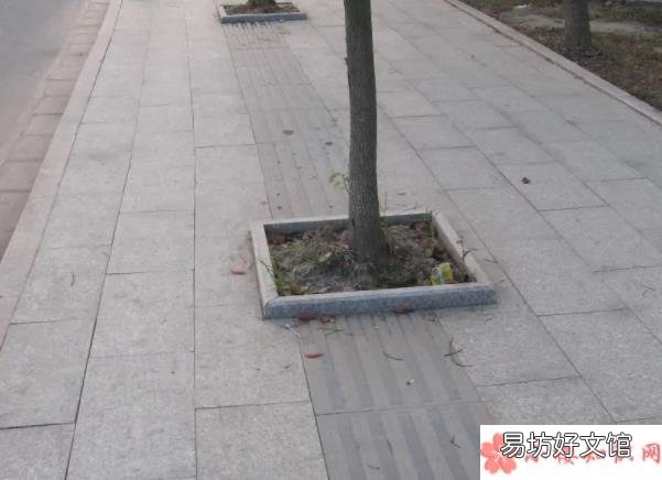 蚂蚁庄园2月24日答案介绍 盲道上的不同砖面主要是用来帮助盲人