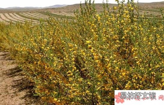 蚂蚁庄园3月12日答案最新 以下哪种植物是冬季封草地时动物的救命草