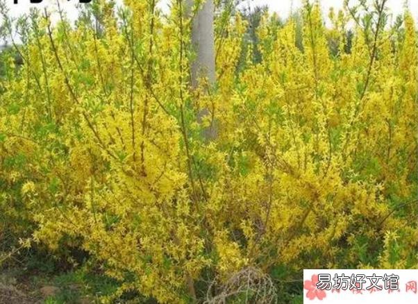 蚂蚁庄园3月12日答案最新 以下哪种植物是冬季封草地时动物的救命草
