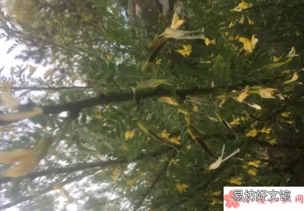 蚂蚁庄园3月12日正确答案 哪种植物是冬季雪封草地时动物的救命草