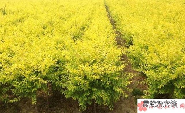 蚂蚁新村3月23日答案 世界金色看中国是指哪种树