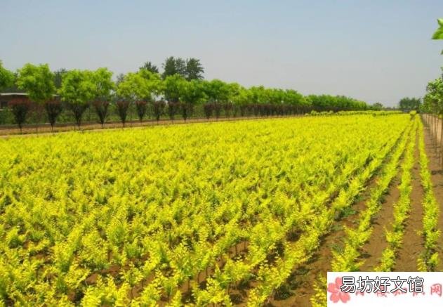 蚂蚁新村3月23日答案 世界金色看中国是指哪种树