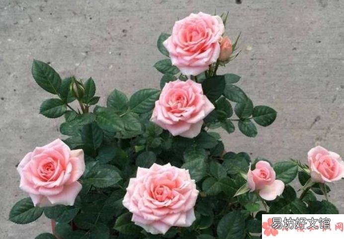 蚂蚁庄园3月29日答案 花瓶中加入什么可以延长鲜花的花期