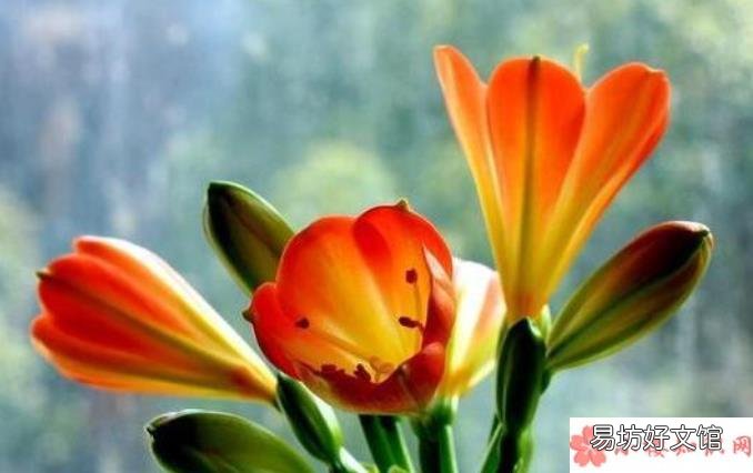 蚂蚁庄园3月29日答案 花瓶中加入什么可以延长鲜花的花期