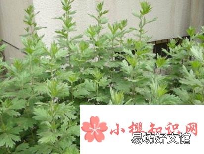 10个小妙招教你赶走烦人的蚊子