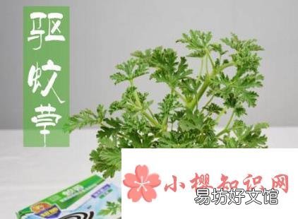 10个小妙招教你赶走烦人的蚊子