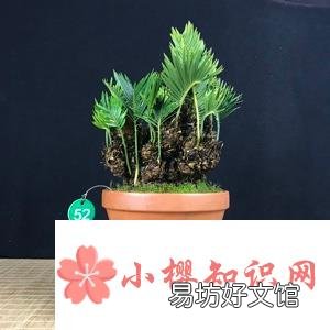 白鳞铁树养殖技巧