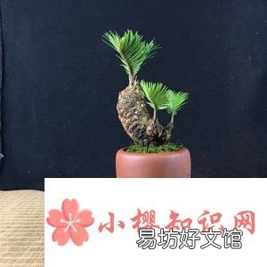 白鳞铁树养殖技巧