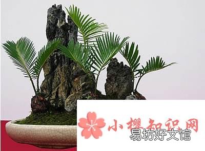 白鳞铁树养殖技巧