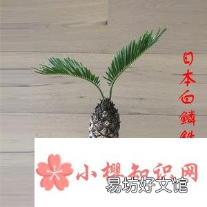 白鳞铁树养殖技巧
