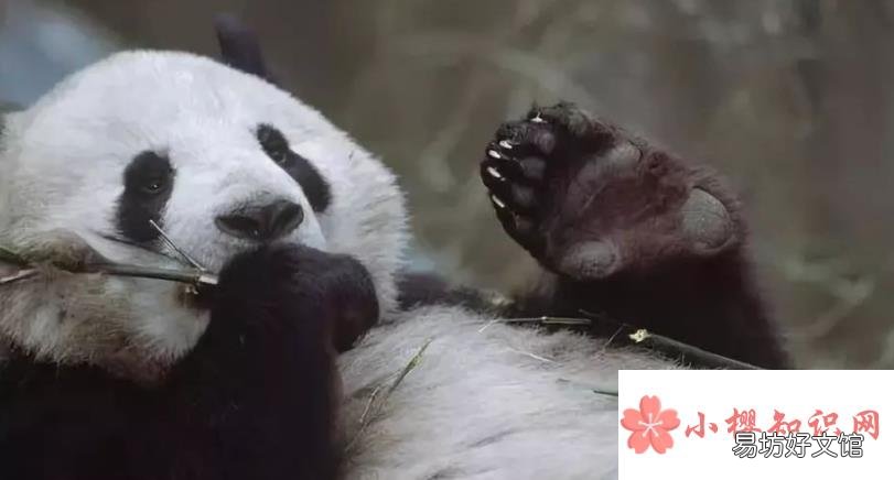 为什么熊猫的爪是六指?