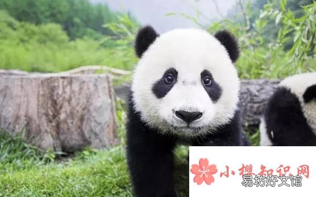 为什么熊猫的爪是六指?