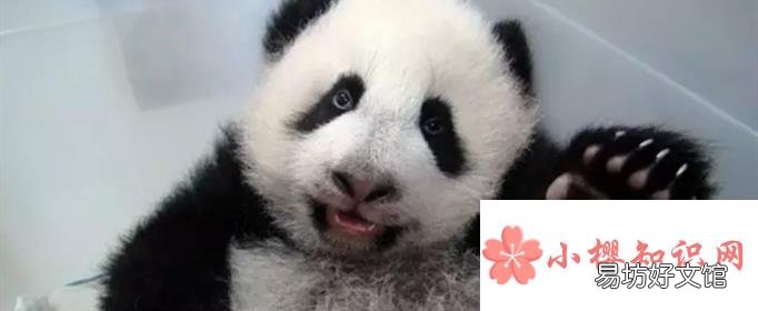为什么熊猫的爪是六指?