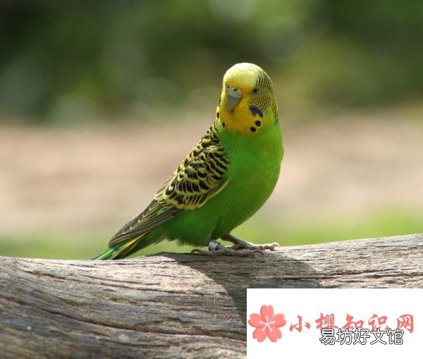 为什么虎皮鹦鹉有时候要歪着脑袋看东西？