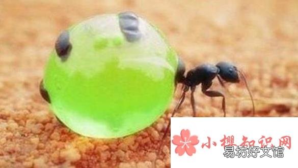 为什么蜜蚁的肚子特别大?