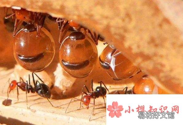 为什么蜜蚁的肚子特别大?