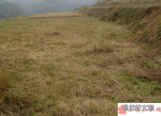 烧荒真的可以增加土地肥力吗 古代烧荒是怎么回事