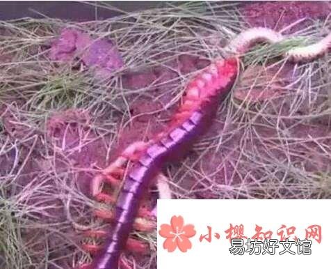 世界上最大的蜈蚣