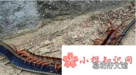 世界上最大的蜈蚣
