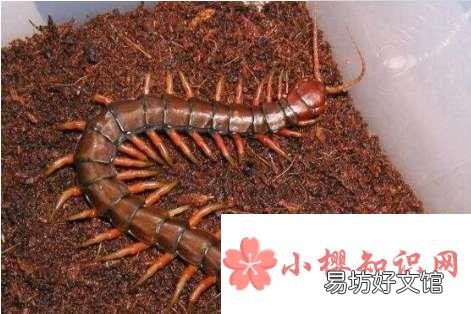 世界上最大的蜈蚣
